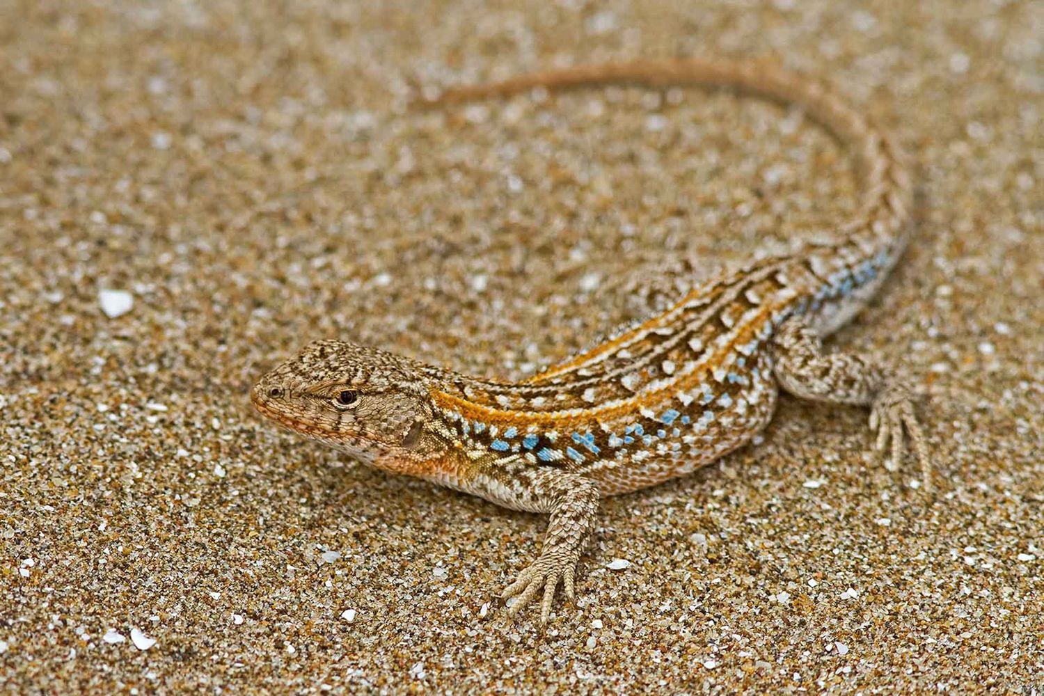 Lagartija