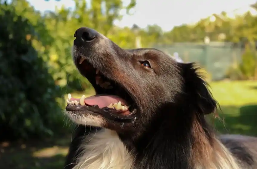 Nuevo cronograma del quirófano móvil para animales