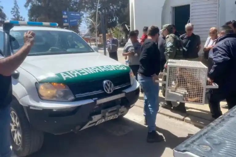En la localidad catamarqueña de Fiambalá, efectivos de Gendarmería Nacional rescataron a un puma que estaba dentro de una casa (GNA)