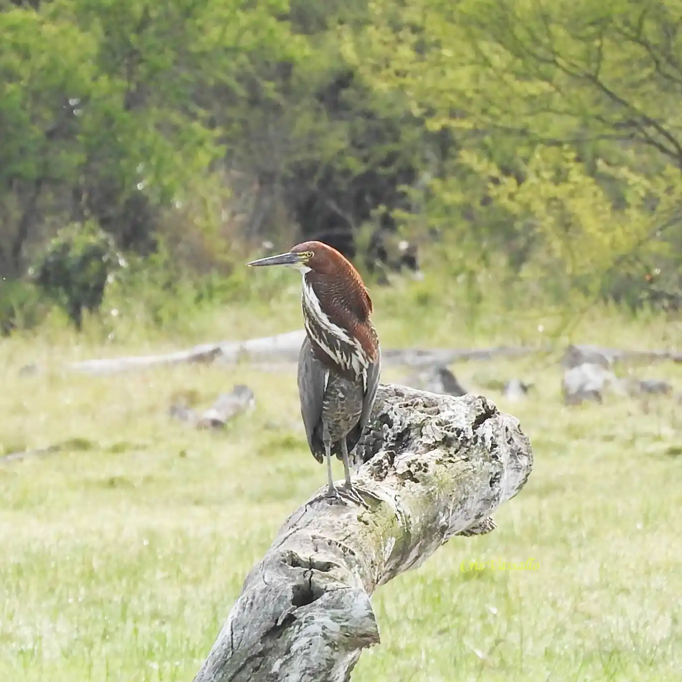 Habitantes de humedales del departamento Concordia