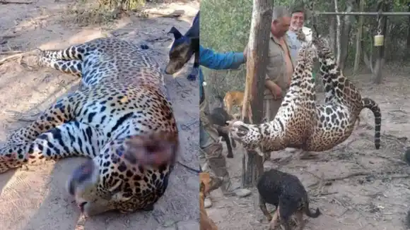 Juicio histórico en Formosa por la caza de un yaguareté: el Gran Chaco, en alerta máxima