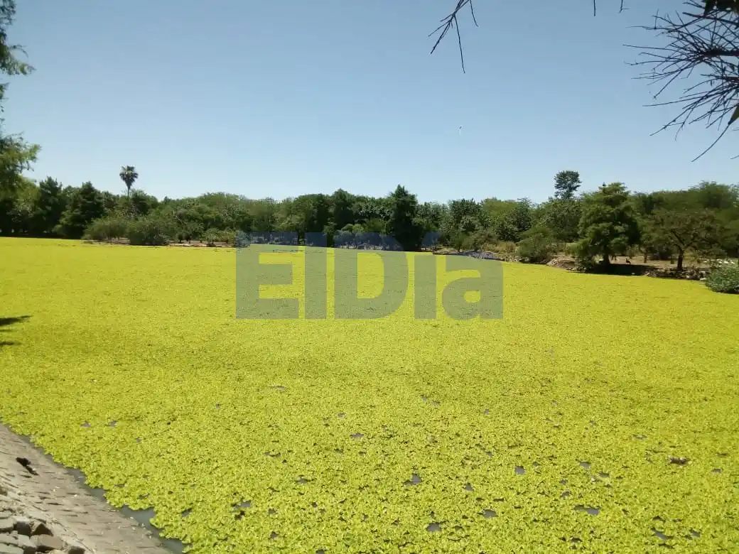La laguna del parque está completamente verde: ¿A qué se debe el fenómeno?