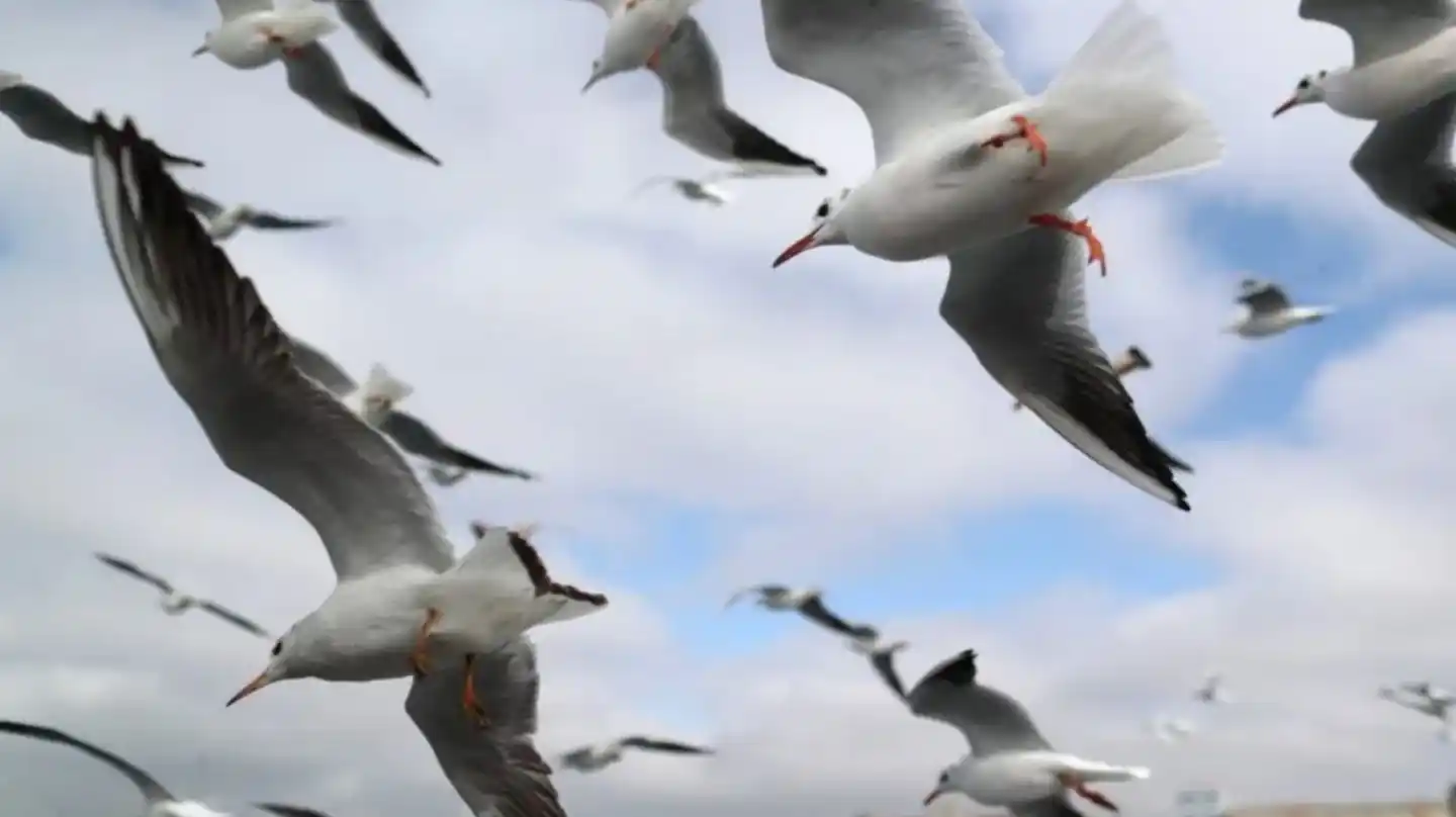 ¿Las gaviotas son espías extraterrestres enviadas a la Tierra para vigilar a los humanos?