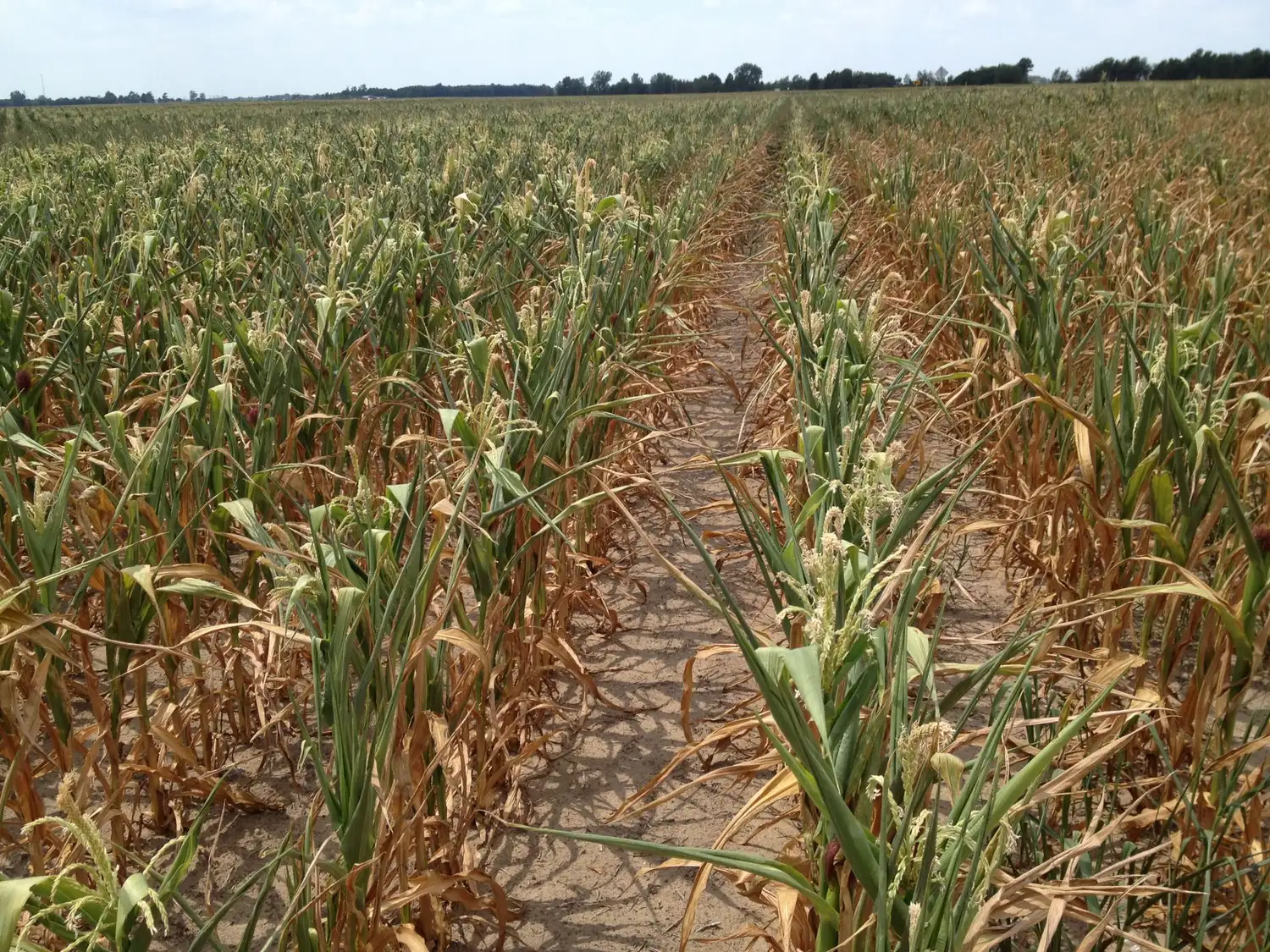 Al campo le empieza a preocupar la sequía