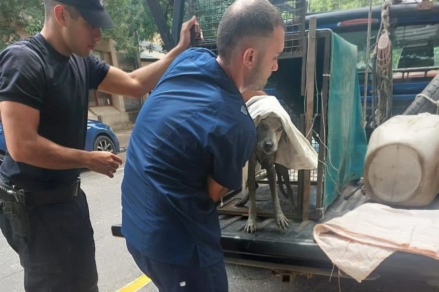 Santa Fe: un perro ciego cayó en una alcantarilla y logró ser rescatado