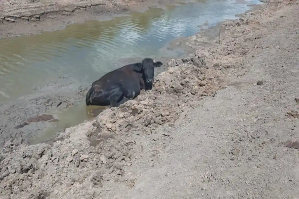 Productores ganaderos piden ayuda de las fuerzas armadas para hacer pozos profundos y buscar agua de calidad