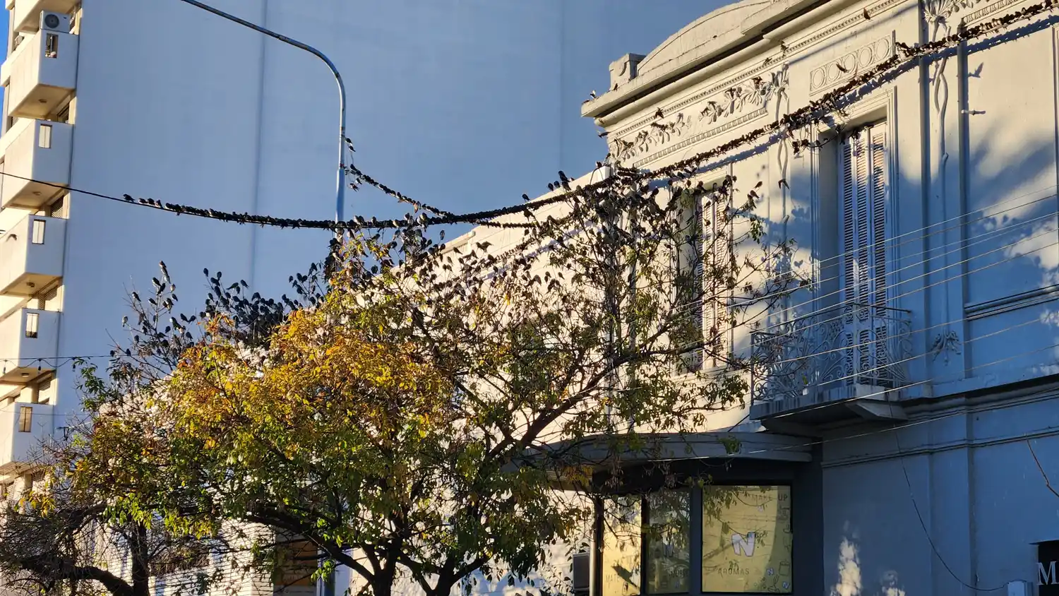red pájaros arbol calle rafaela bv santa fe microcentro malla aversa - 8