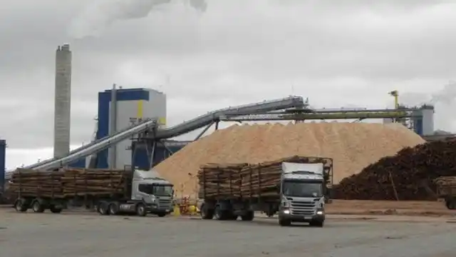 La Asamblea Ambiental de Gualeguaychú apuesta a que Diputados frene el plan maderero 