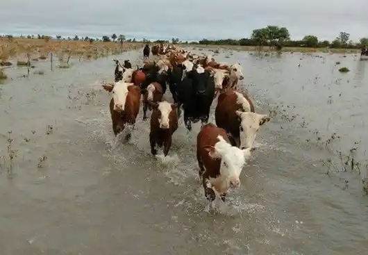 Crece el río Paraná y en la isla se preparan para el traslado de animales