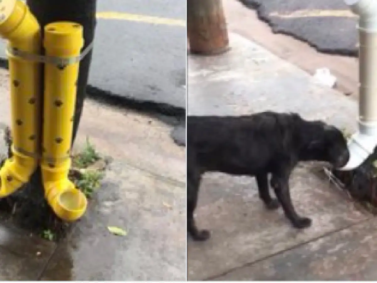 El invento para darle de comer a los perros de la calle que se hizo viral