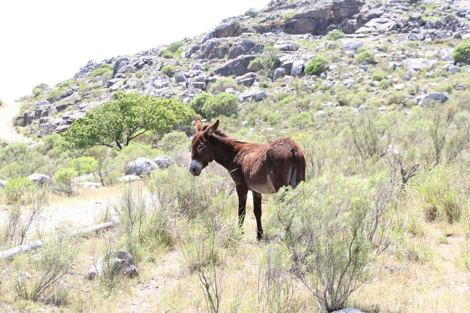 El Movimiento Activista Animal reclamó que  se investigue la mortandad en Sierra del Tigre