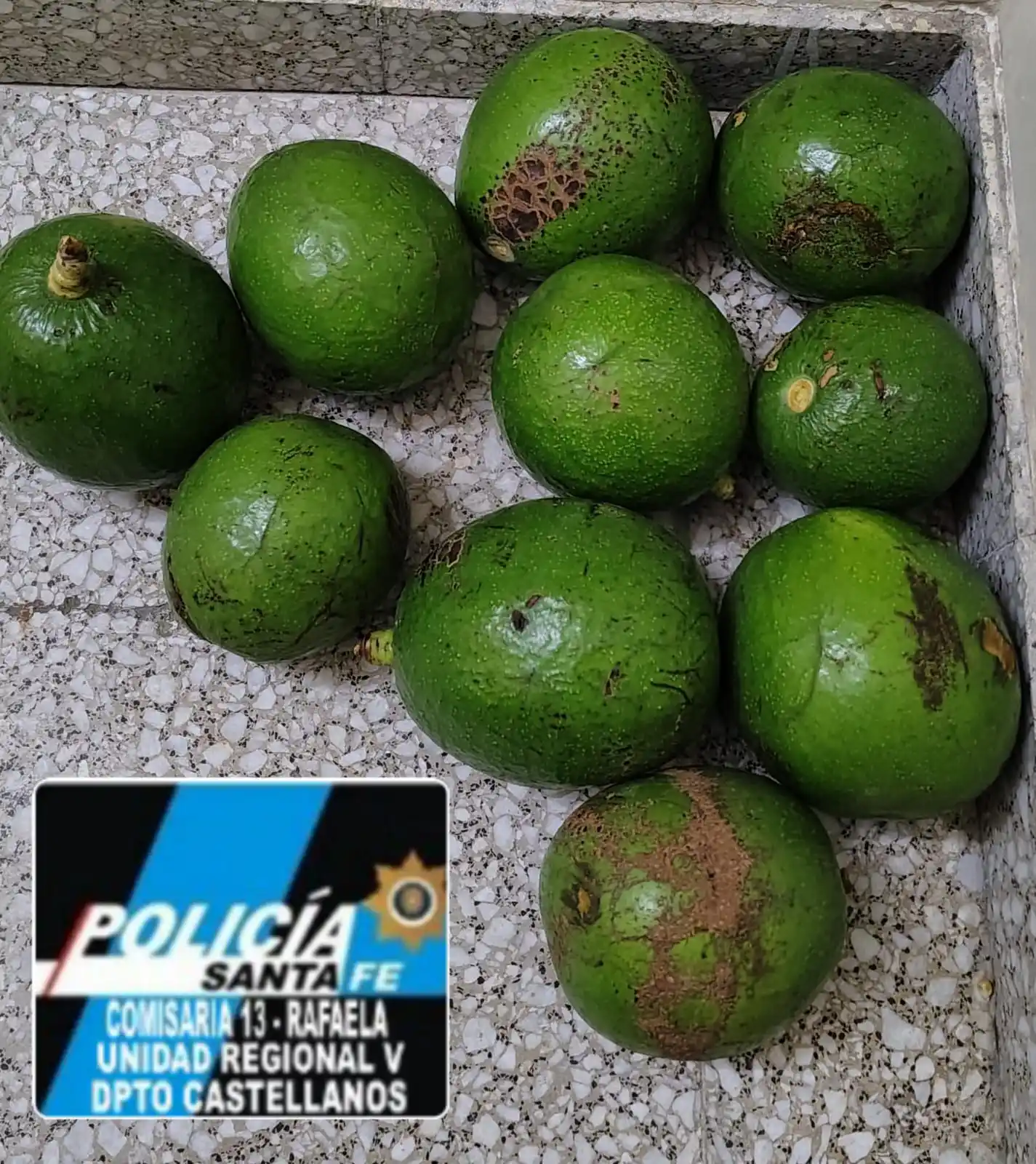 paltas robadas - 2