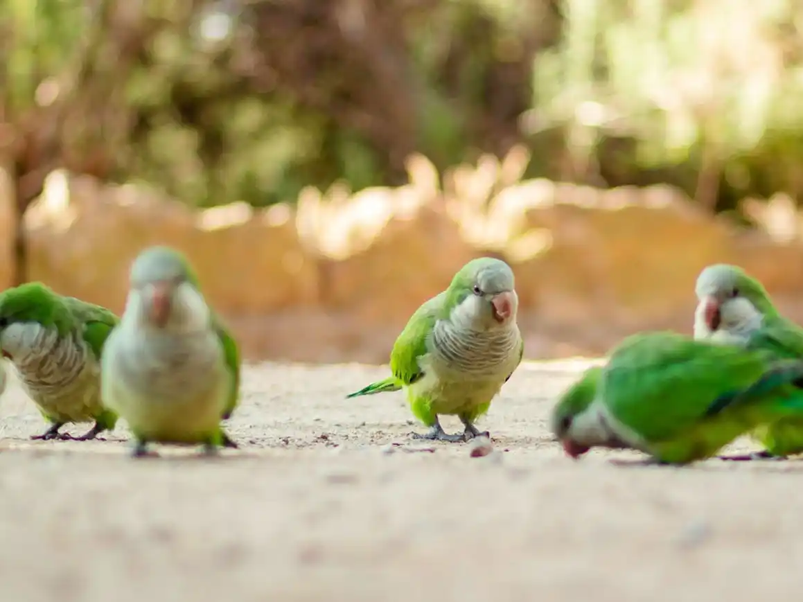 Entre Ríos intensifica la vigilancia epidemiológica de psitacosis