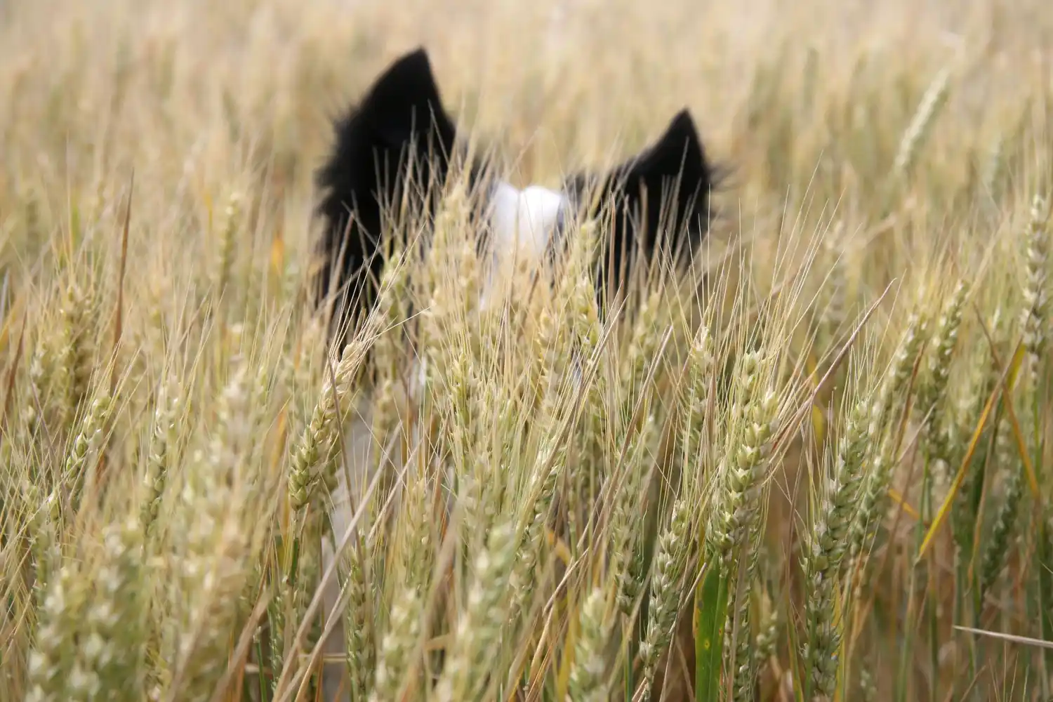 Una cosecha de perros