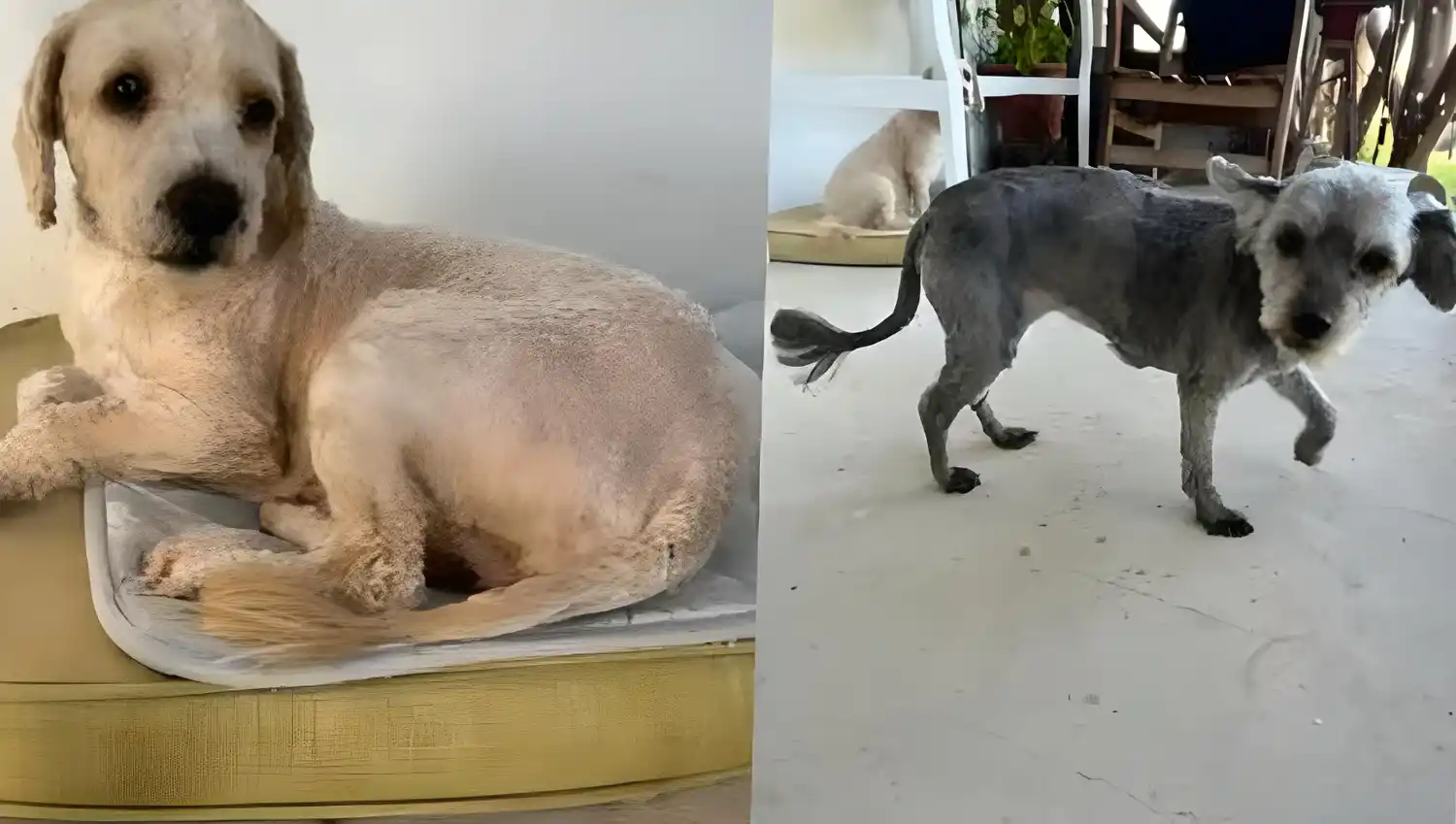 Perritos abandonados en Mansilla al 7000