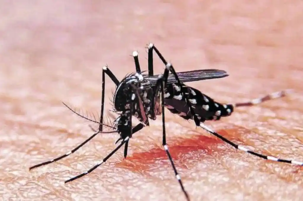 Aumentan los casos de dengue: cómo detectar los síntomas y qué hacer ante el diagnóstico