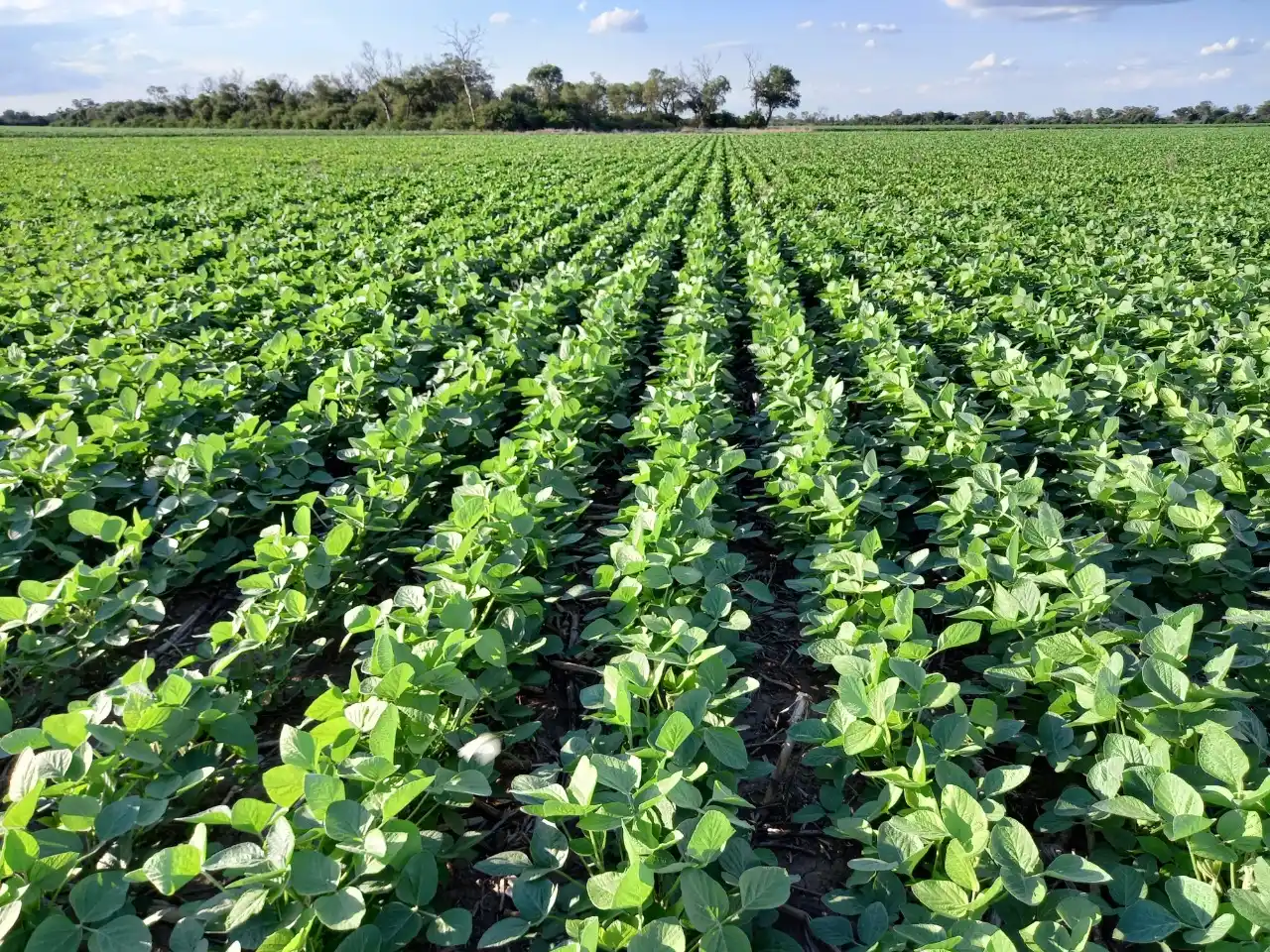 La cosecha de soja en zona núcleo arrancó con buenos rindes, pero preocupa la calidad del grano en algunos lotes