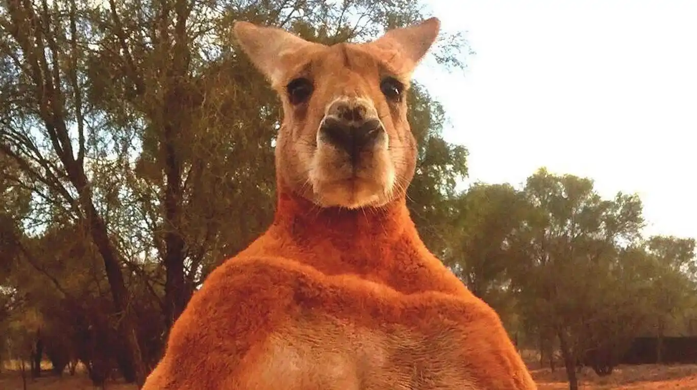 El canguro rojo macho es actualmente el más grande de los marsupiales modernos