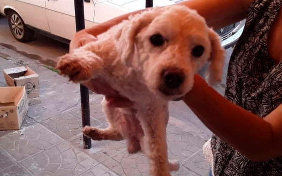 Buscan a Lizzi