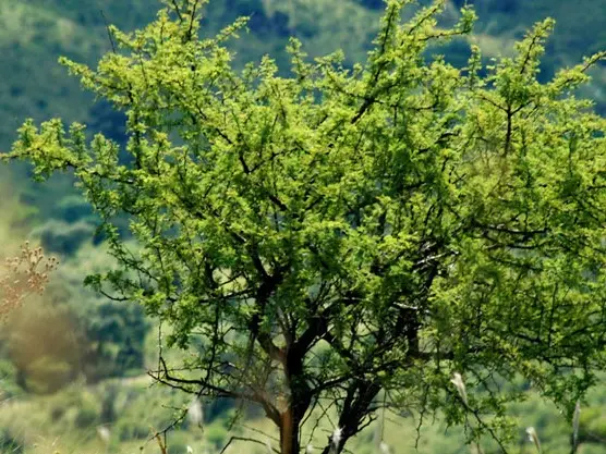 Convocatoria abierta para financiar proyectos de manejo y conservación del bosque nativo