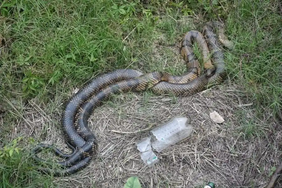 Por su aspecto y tamaño, parecen ser dos ejemplares de Curiyú. Crédito: Pablo Aguirre