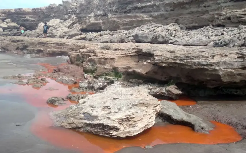 En las playas. Proliferan las algas marinas