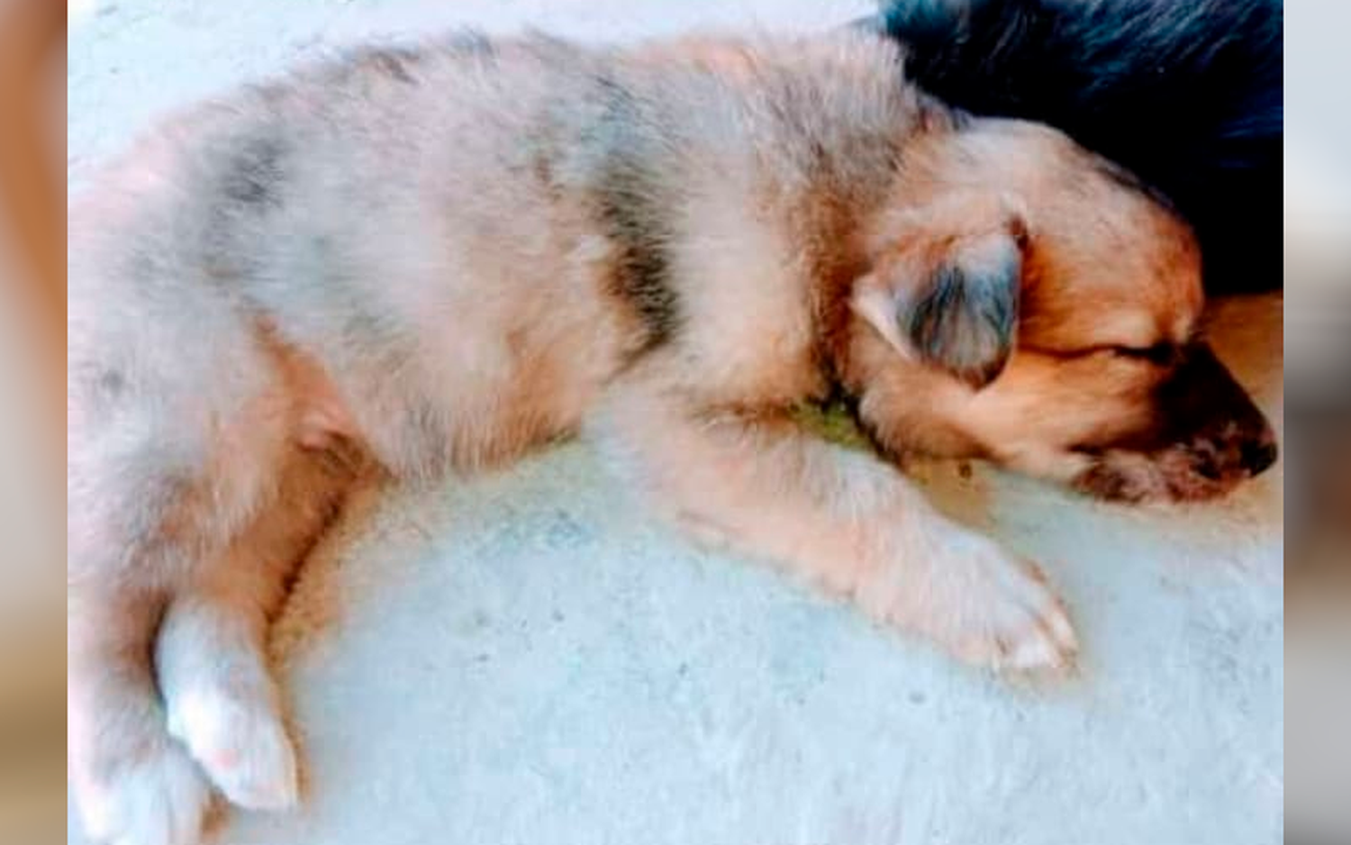 Cachorrito buscado