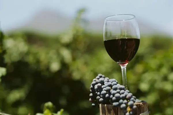 Vitivinícolas celebraron la decisión de dar marcha atrás con impuestos al vino