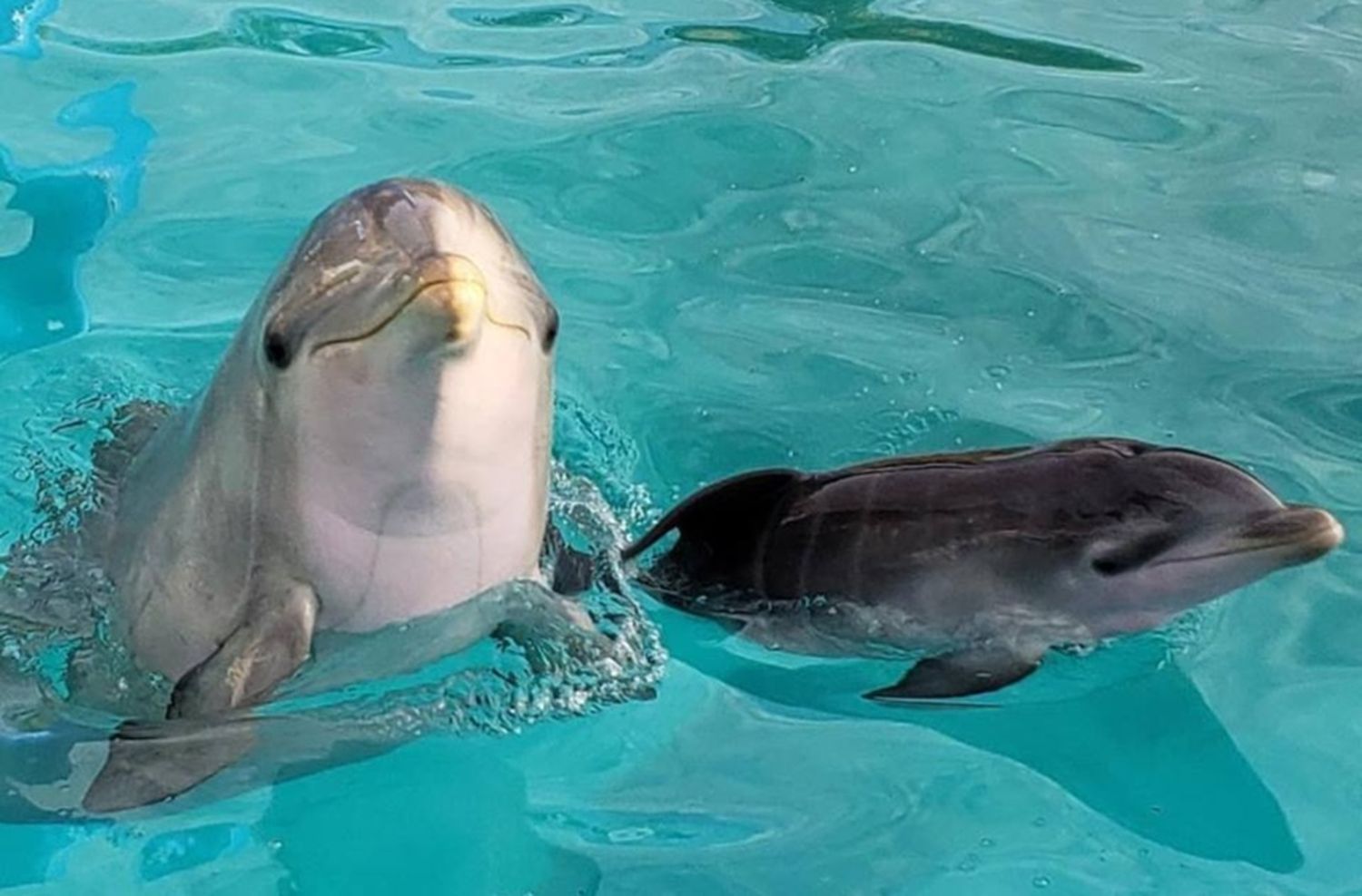 Nacieron tres delfines en el oceanario de la ciudad