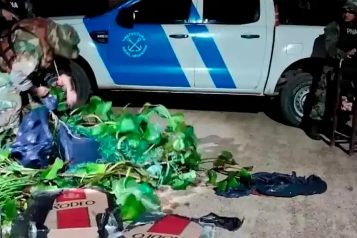 Se disfrazó de camalote para contrabandear cigarrillos por el río Paraná