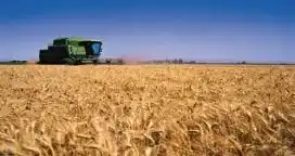 Bajó casi un 30% la producción de trigo en Entre Ríos