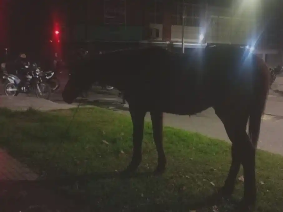 caballo suelto rosario 2