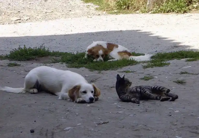 Primer censo de mascotas 2014 en Capitán Sarmiento