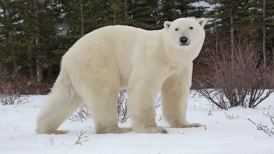 Un turista quiso despertar a un oso polar y la “broma” le costó US$ 5.300
