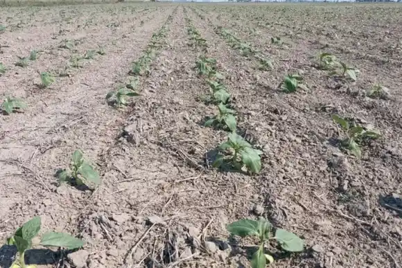 Siguen paralizadas las siembras en el centro norte provincial