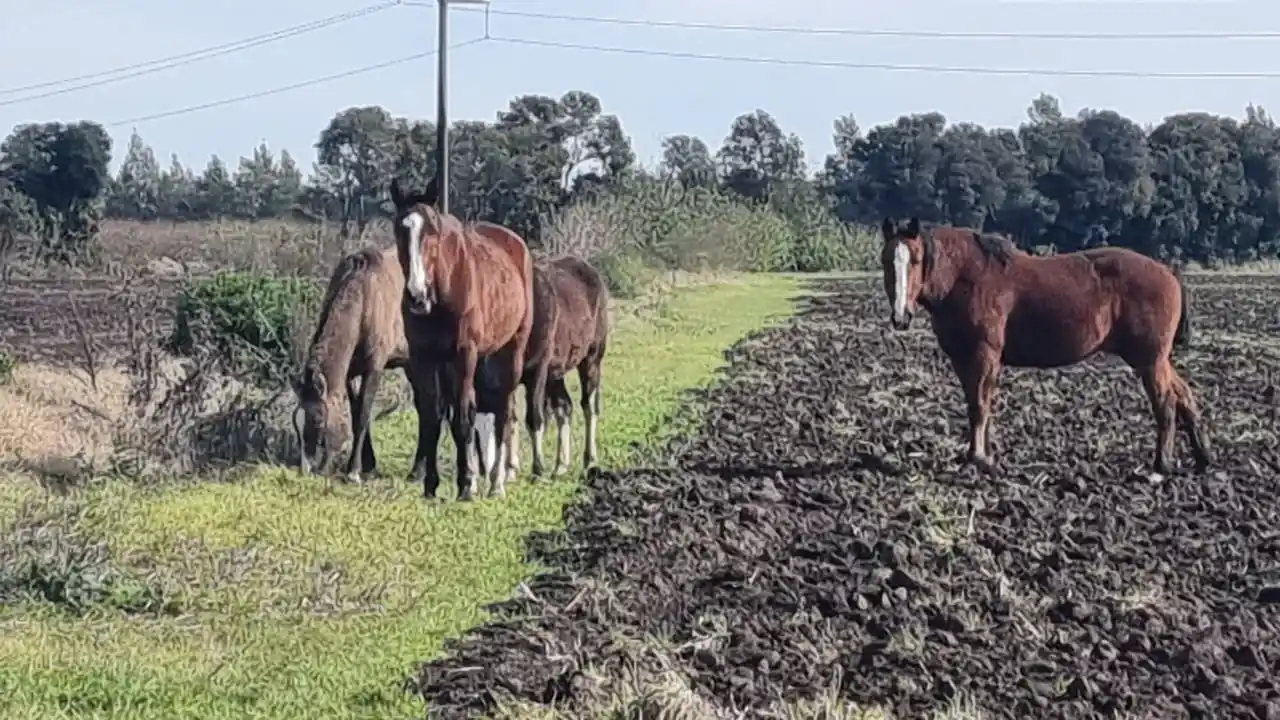Caballos sueltos en Río Tala: "Pueden ser víctimas de cuatreros”
