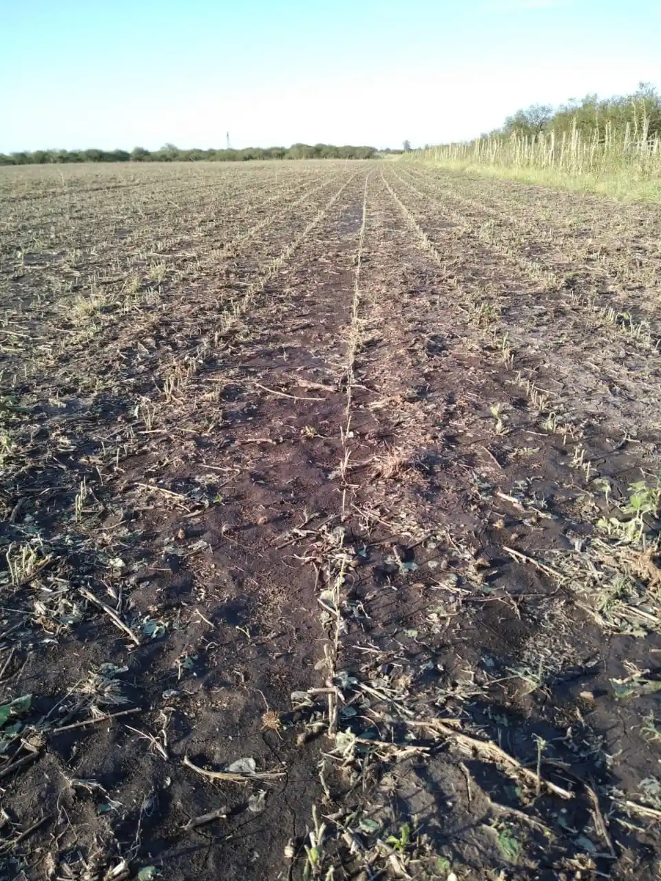 Mariela Gallinger, la productora que perdió gran parte de su trigo y soja por el granizo