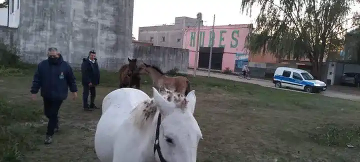 Retiraron caballos sin registrar del ejido de la ciudad