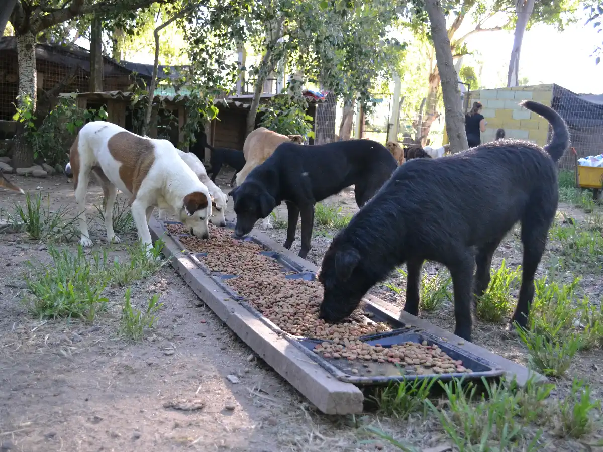 En la última década, la  Protectora redujo en un  63 % su población de perros