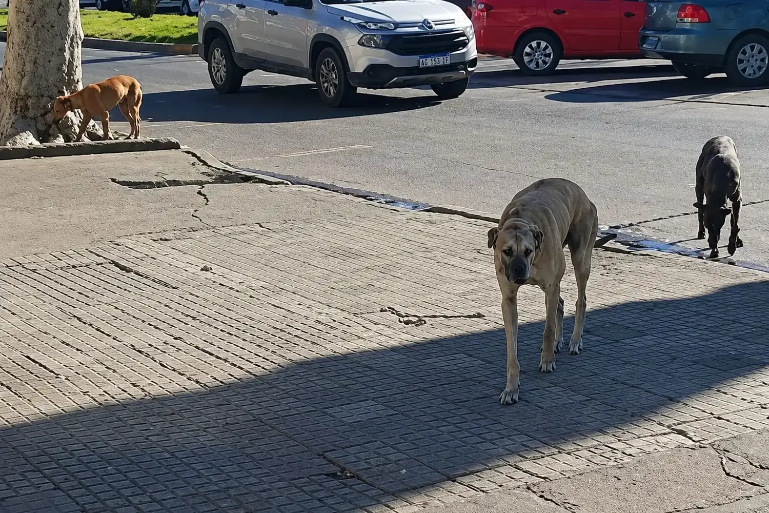 Se registró la muerte de alrededor de una veintena de perros en distintos episodios.