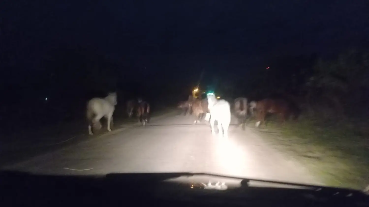 Vuelta de Obligado: caballos sueltos en la ruta