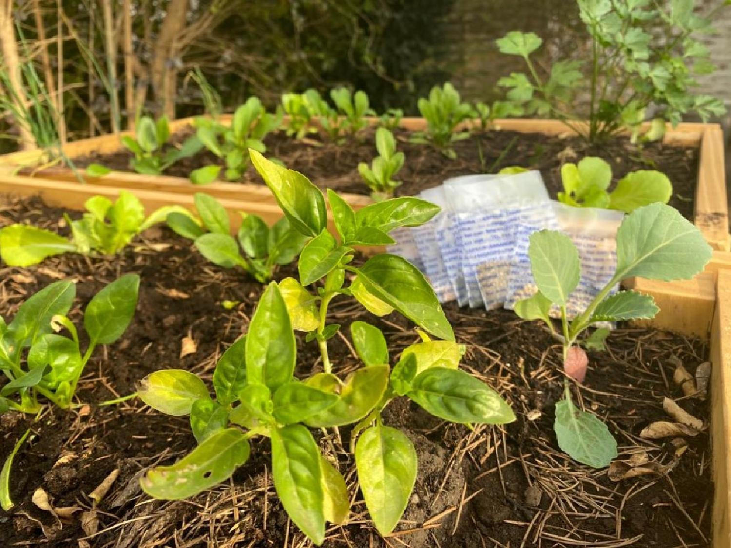 Dictan capacitación virtual sobre huertas agroecológicas