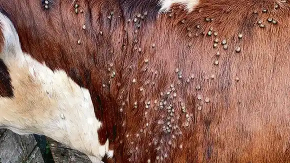 La garrapata amenaza a la ganadería entrerriana: pérdidas anuales cercanas a los USD 100 millones