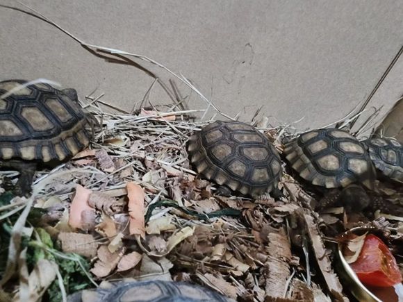 Rescataron a una decena de tortugas terrestres que iban a ser vendidas de manera ilegal