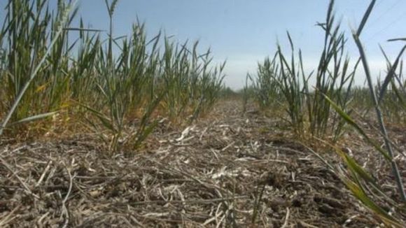 Emergencia agropecuaria por sequía: “Los informes son muy desalentadores”