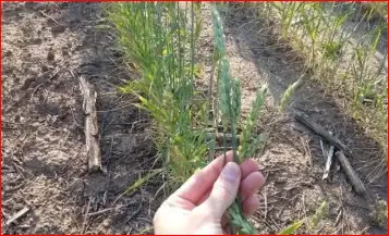 Manejo del trigo: qué hacer ante la reaparición del Carbón volador