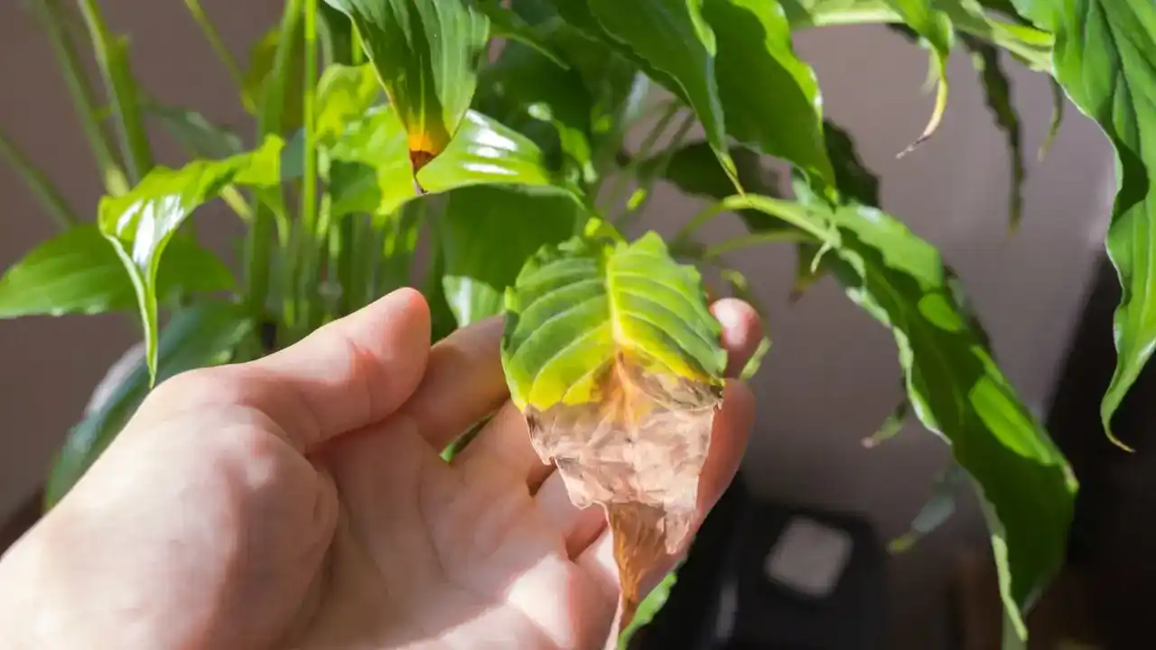 hoja planta marron - 1