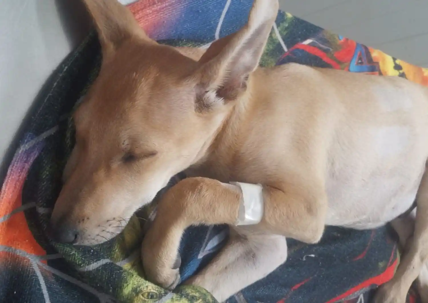 El perrito sufrió un accidente el martes por la mañana.