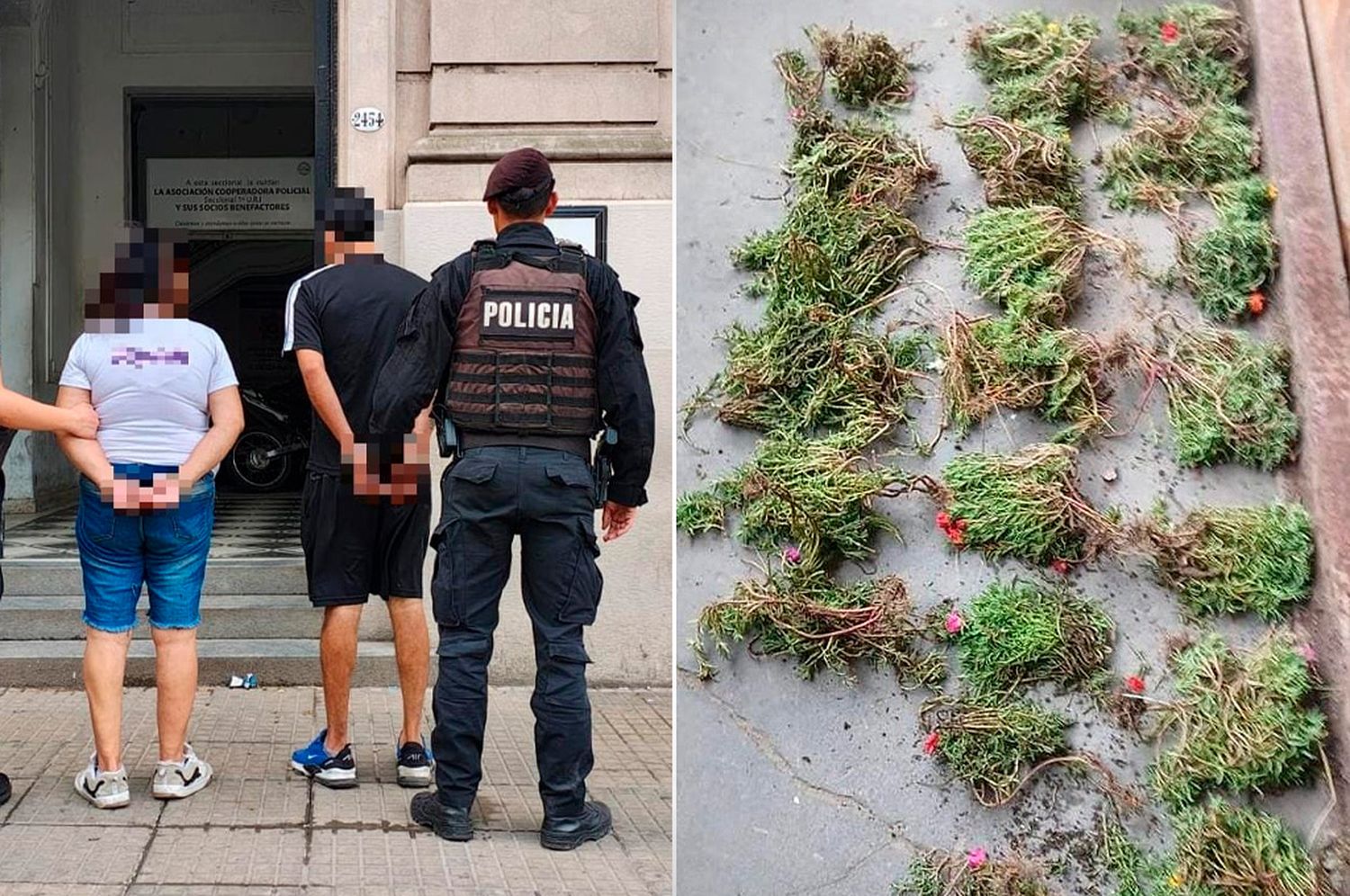 ¡Insólito! Querían decorar su patio y robaron los plantines de un cantero público de Santa Fe