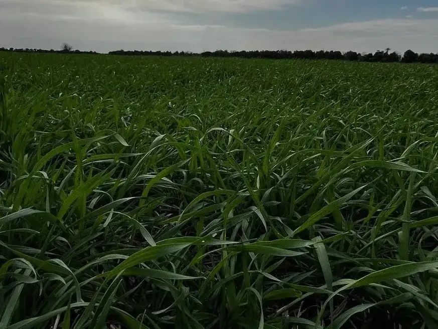 El nuevo paradigma agrícola: las rotaciones impulsan mejores rindes de soja.